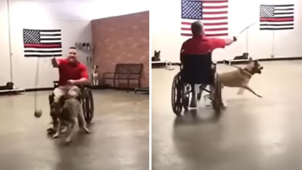 Service dog training failure Ryker shamelessly chasing a ball on a stick pulling his trainer in a wheelchair behind him.