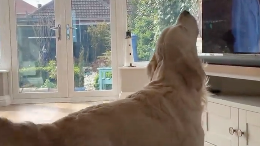 Golden Retriever Sings