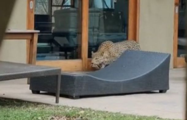 Image shows a leopard crouching in stalking mode, as seen from a residential window.