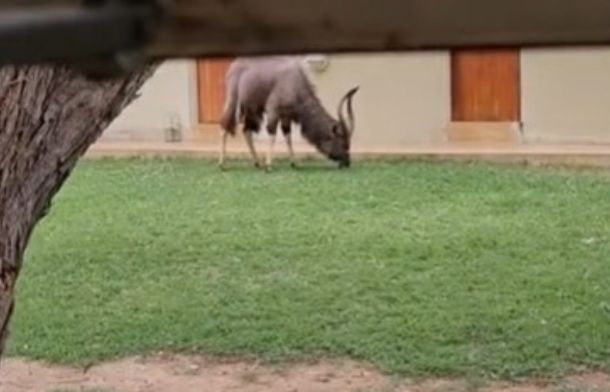 A bull nyala grazing contentedly, unaware that it is being stalked by a leopard.