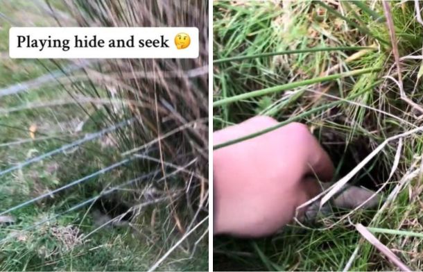 A farmer looking for a lost lamb finds it in a very unlikely spot.