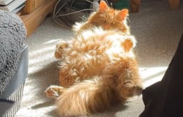 Image shows a full-grown, very large cat, laying on its back.