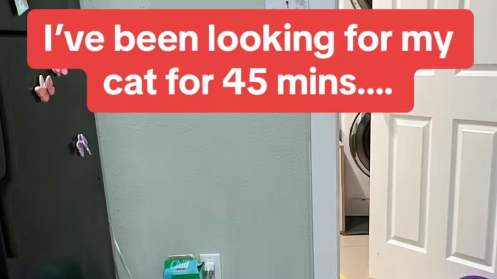 Missing Cat