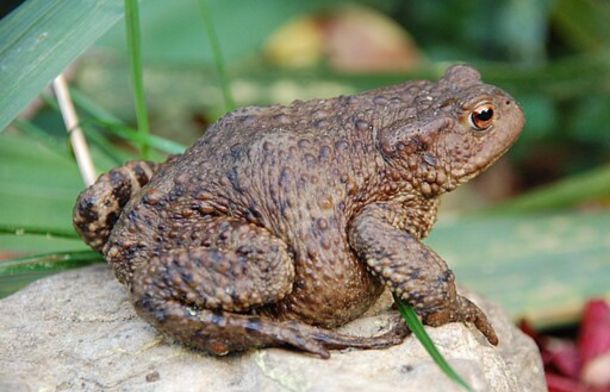 Image shows a common UK toad.