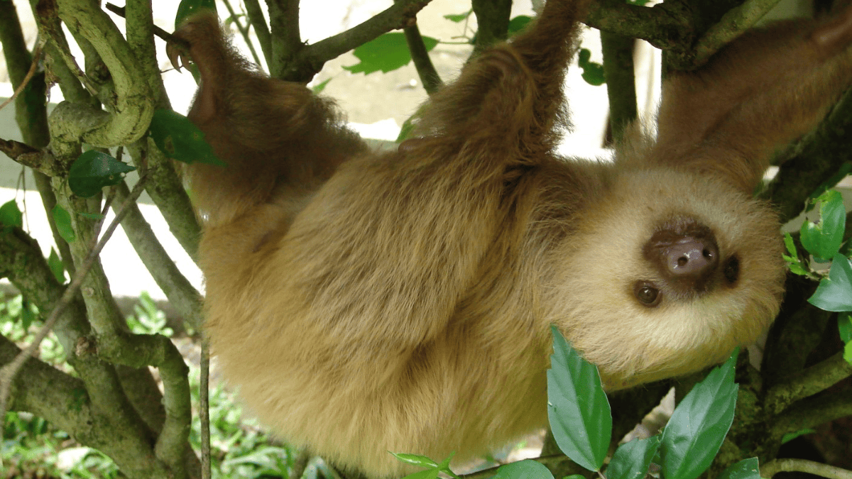 Atlanta Zoo Just Welcomed A Baby Hoffmann’s Two-Toed Sloth— If You've ...