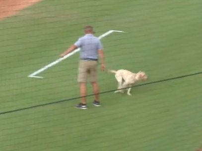A dog running across a sports field while a man points in the opposite direction.