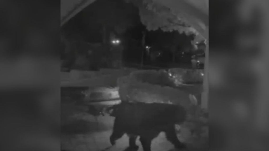 Security camera footage of a bear and a coyote outside a home.