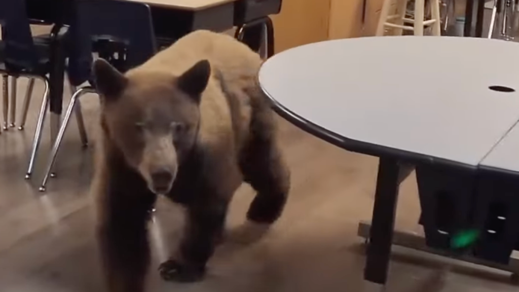 bear in Ms. Salmon's class