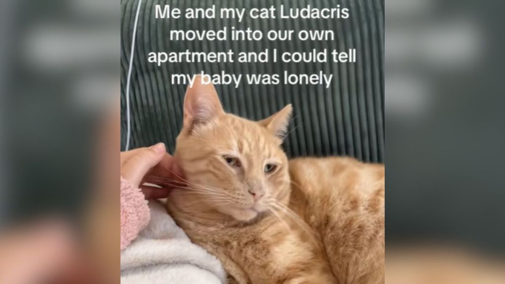 A hand reaching out to pet a ginger cat.