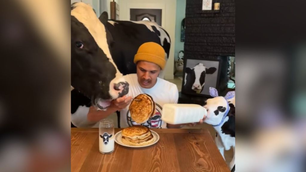 A man trying to eat pancakes while surrounded by cows.