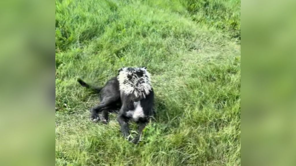 A dog laying on the grass, his face covered in porcupine quills.