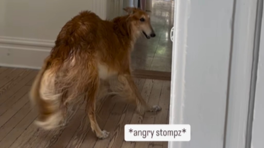 A wet borzoi stands in a hall, stance wide. He looks back as he stomps, fluffy tail swooshing around. Text on the image reads: *angry stompz*