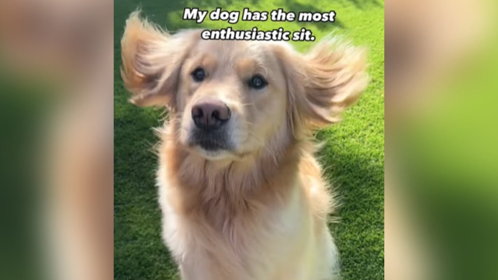 A Golden Retriever's ears flop in the wind as he sits down. Text on the image reads: My dog has the most enthusiastic sit