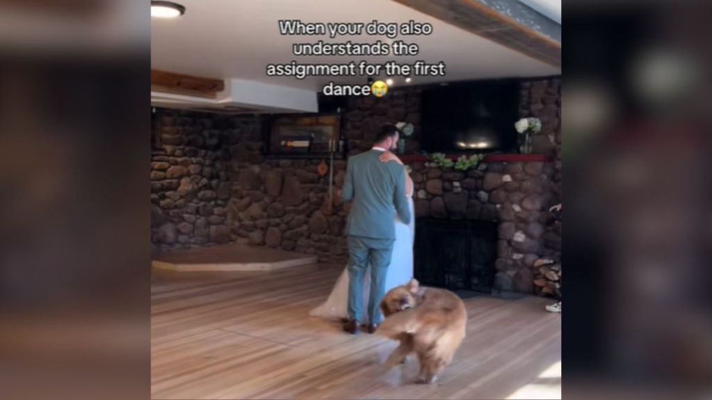 A golden retriever biting his own tail during a couple's first dance at their wedding.
