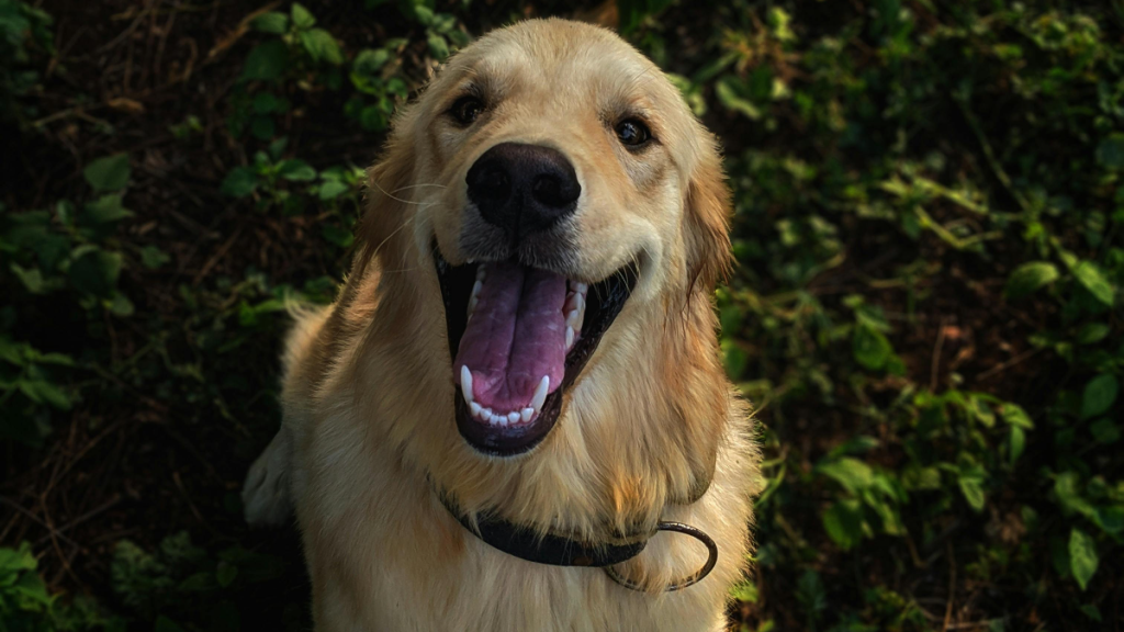 golden retriever