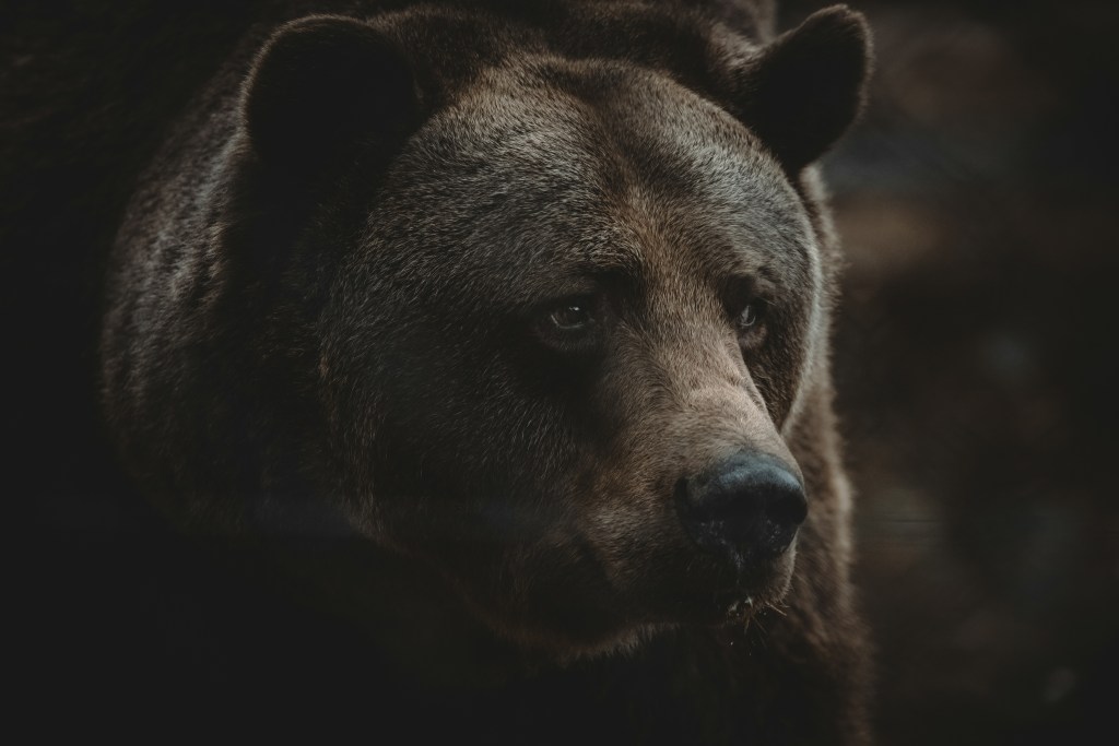 A close-up of a grizzly bear's face in the dark.