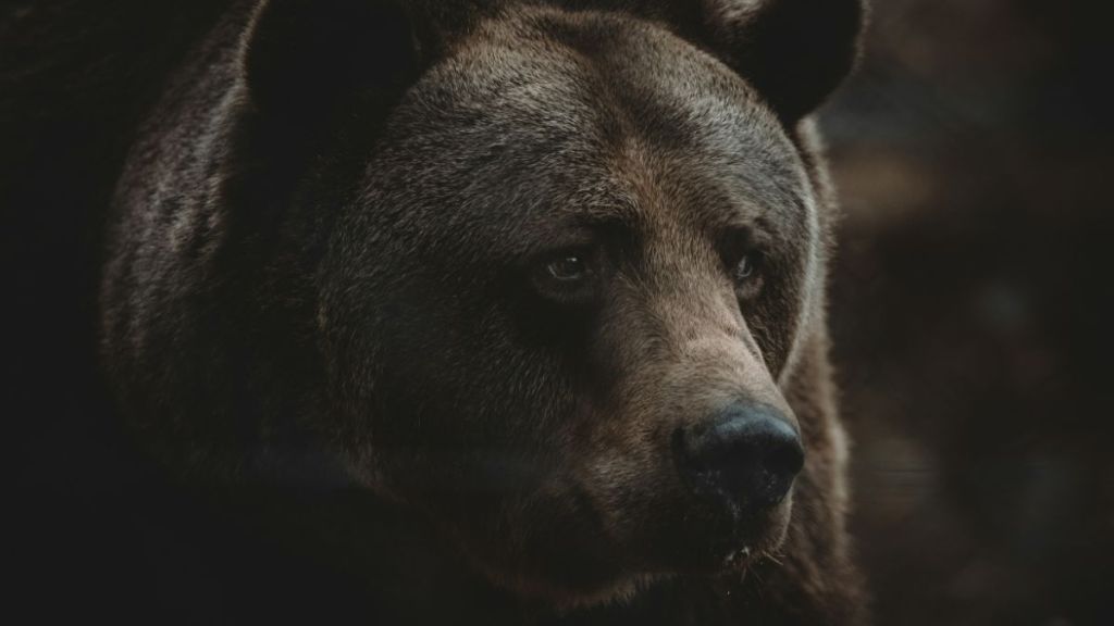 A close-up of a grizzly bear's face in the dark.