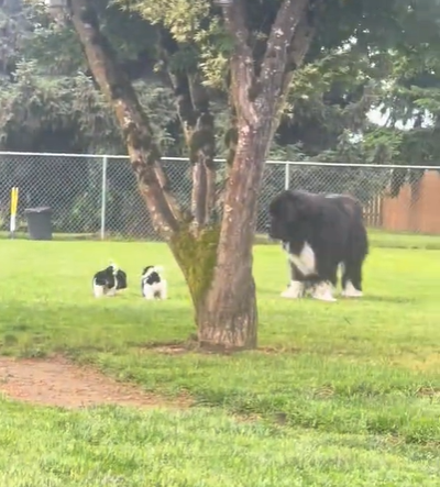 A Newfoundland playing outside with puppies.