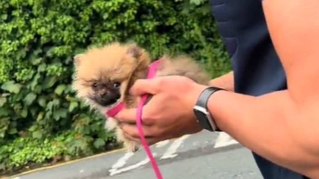 Close up of a tiny Pomeranian puppy being held in a man's hands. The puppy looks at the camera, looking adorable