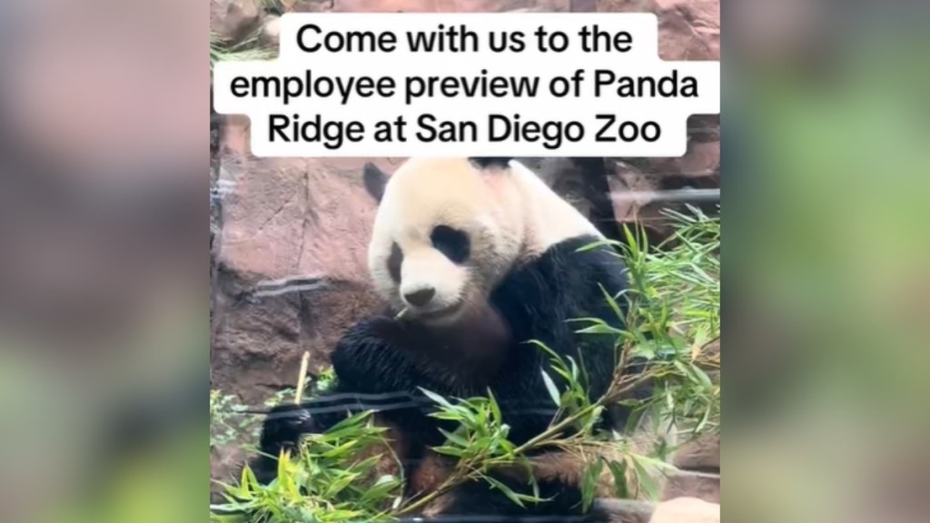 A giant panda sits among greenery, happily eating. Text on the image read: Come with me to the employee preview of Panda Ridge at San Diego Zoo