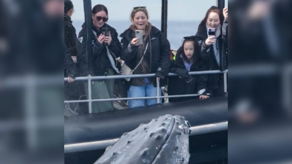 A group of people on a boat look amazed as they watch and take photos of a nearby whale peaking their head out of the water
