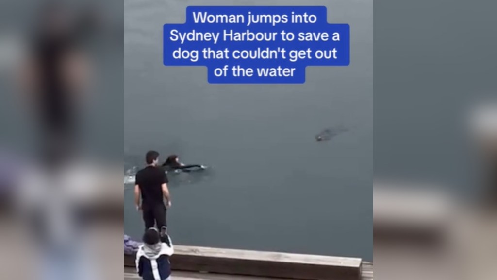 View from a distance of a woman swimming in water toward a dog. A man stands nearby and watches