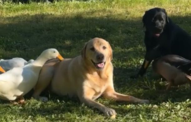 Image shows a yellow and black lab laying calmly while a group of ducks groom the dogs.