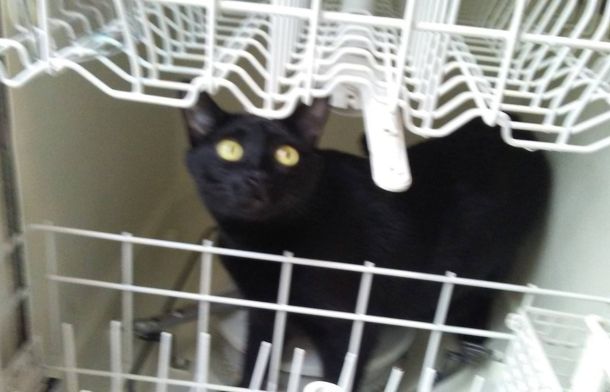 Mini house panther, Crowley, inspecting the dishwasher as part of his "official" duties.