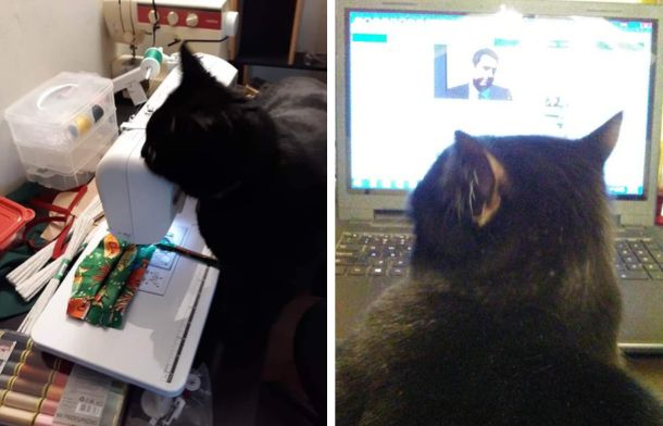 Left image shows a black cat sitting at a sewing machine working on making face masks. Right image shows a black cat sitting at a laptop monitoring Facebook.