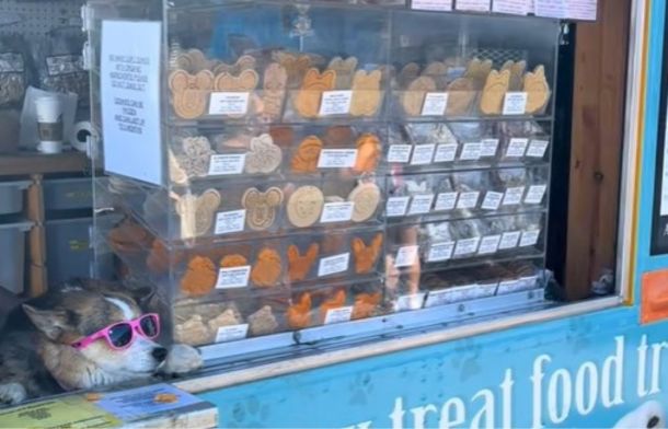 Image shows a small dog wearing sunglasses waiting on customers at the dog food truck in Southern California.