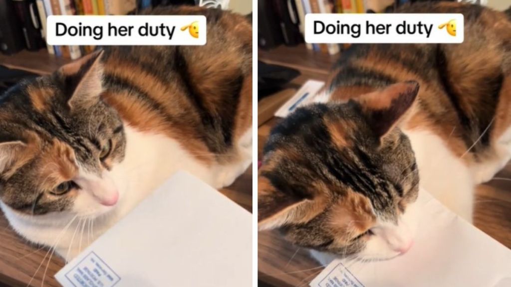 Images show a cat inspecting and "notarizing" mail for its owner.