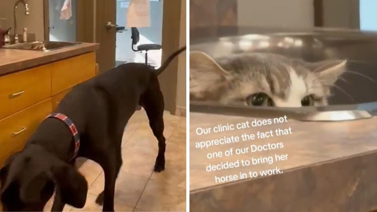 Clinic Cat Hilariously Perturbed When Vet Brings A "Horse" To Work ...