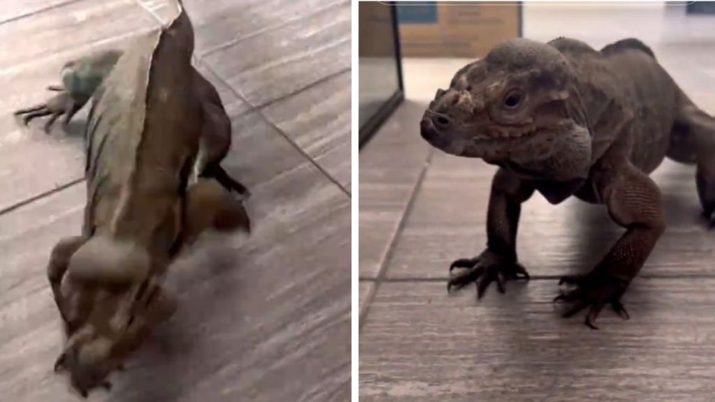 Left image shows Rocco, a rhino iguana, running across the floor. Right image shows Rocco standing still waiting for a fig treat.