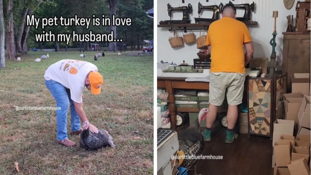 Left image shows a man bending down to pet a turkey. Right image shows the pet turkey following him around in the shop area.