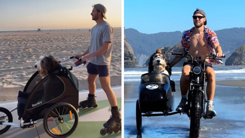 Left image shows a man on rollerskates with a dog in a large stroller. Right image shows a man riding a bike with a sidecar carrying a large dog.