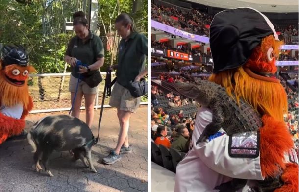 Left image shows Gritty interacting with pigs on leashes at the Philadelphia Zoo. The right image shows him hugging Wally, the emotional support alligator.