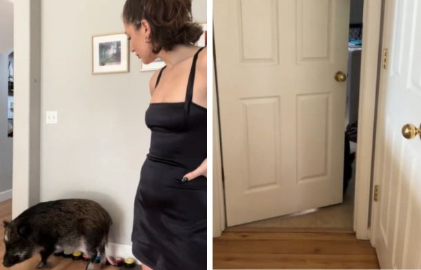 Left image shows Merlin the pig using talking buttons to argue with his Mom, Mina Alali, who just told him "No." Right image shows Merlin slamming the bathroom in Mina's face as the pig throws a temper tantrum.