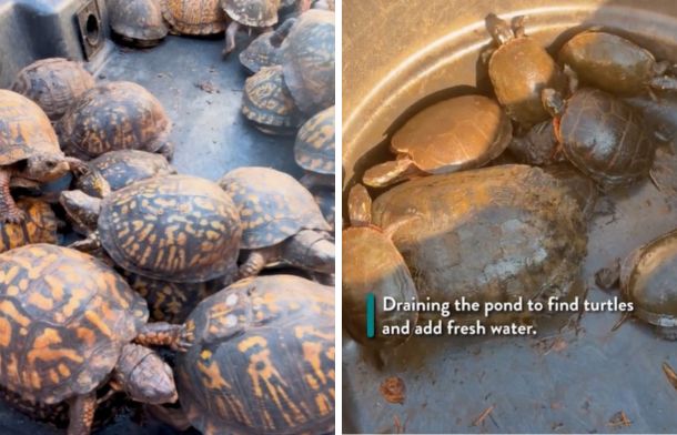 Left image shows box turtles in a large bin awaiting a checkup. Right image shows aquatic turtles in a large bin awaiting a checkup.