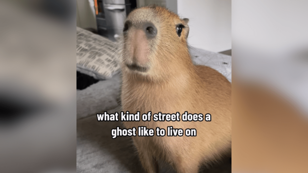 cheesecake the baby capybara listening to a joke