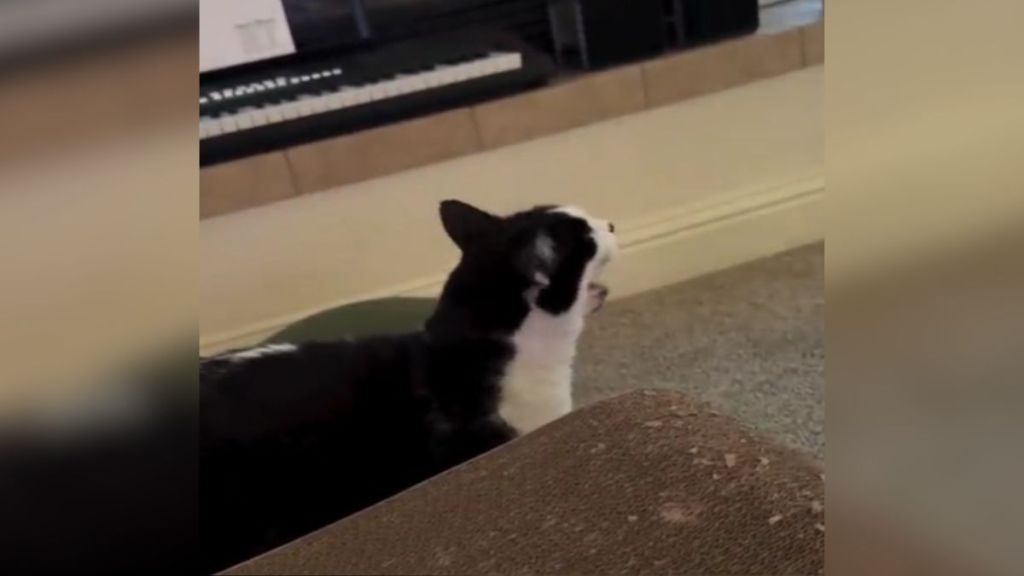 A cat meowing in their owner's living room.