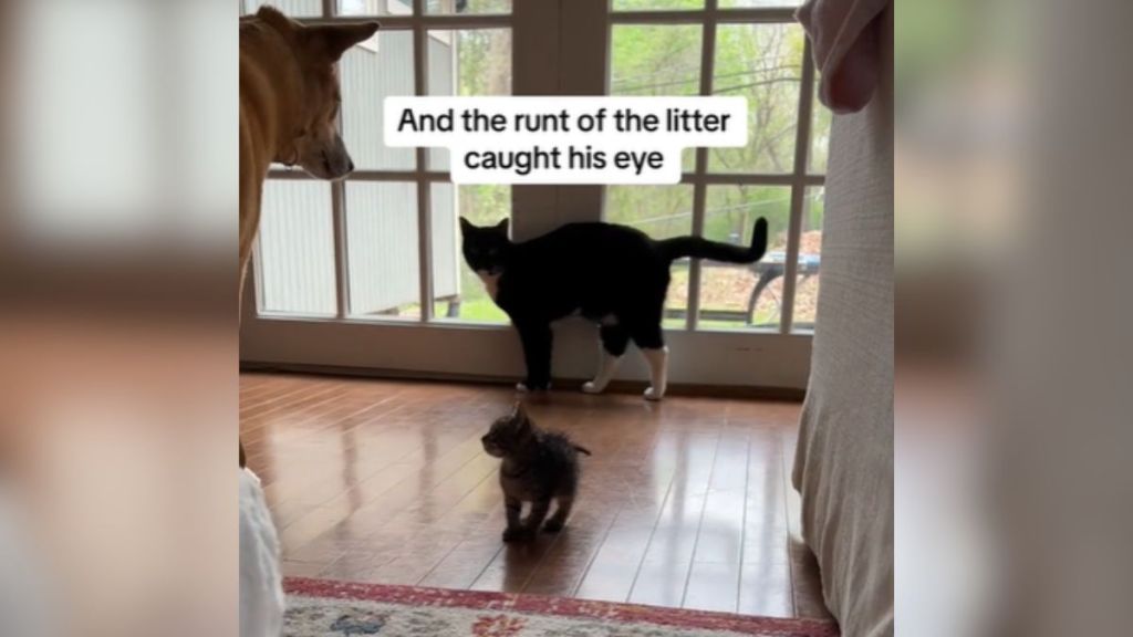 A cat looking at a tiny kitten.
