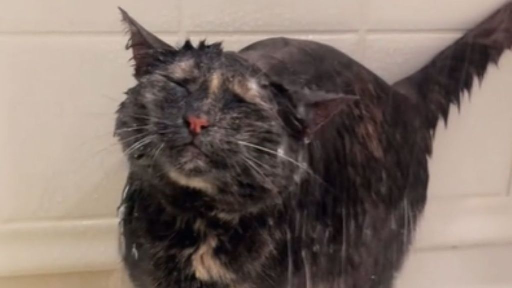 A soaking wet cat in the bathroom shower.