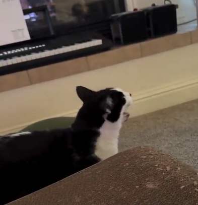 A cat meowing in their owner's living room.