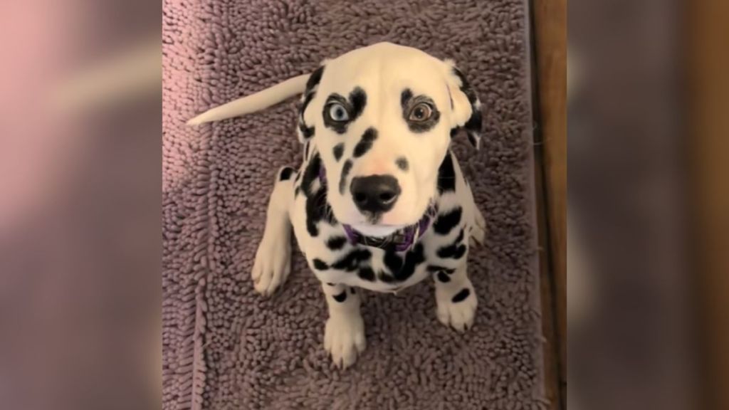 A Dalmatian puppy with heart-shaped spots on his eyes.