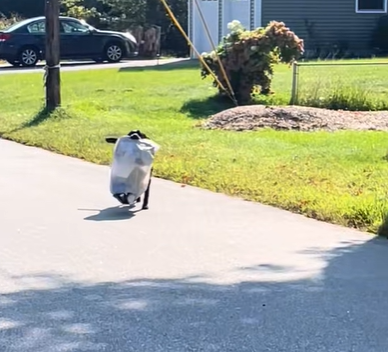 A Labrador retriever carrying trash down the street.