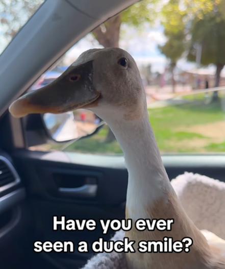 A close-up of a duck's face as she sits in the passenger's seat.