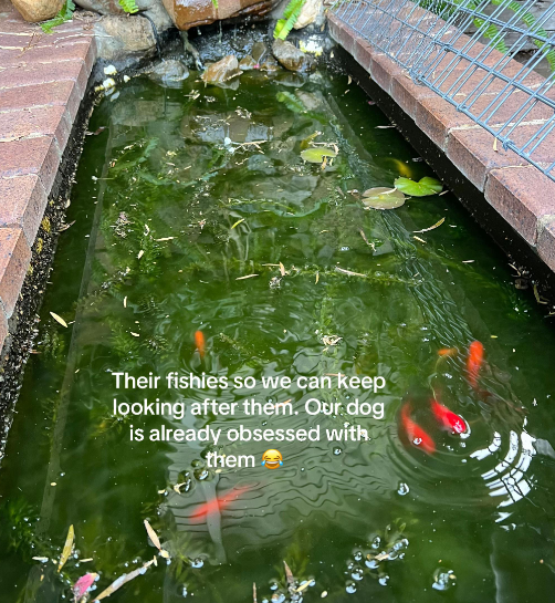 Colorful fish swimming around in an outdoor pond.