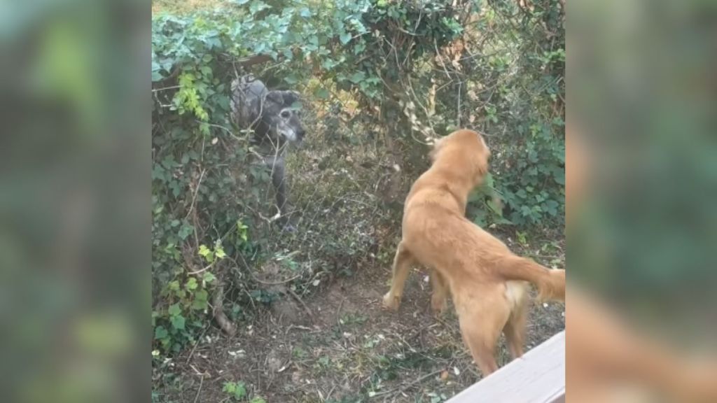 Two dogs on opposite sides of a fence.