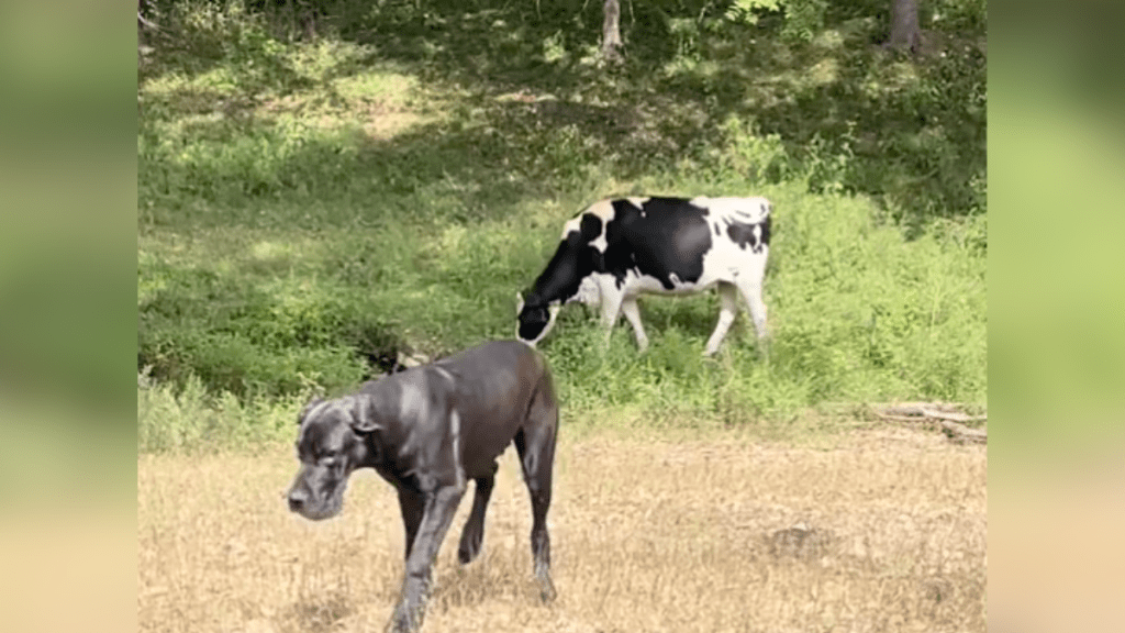 great dane and a cow