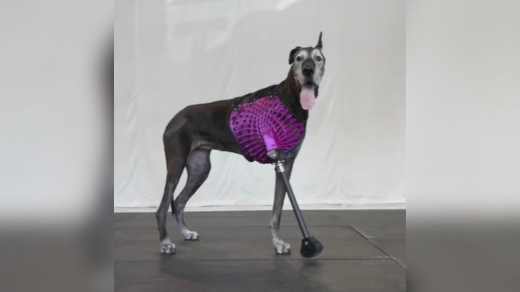 A Great Dane wearing a prosthetic front leg.